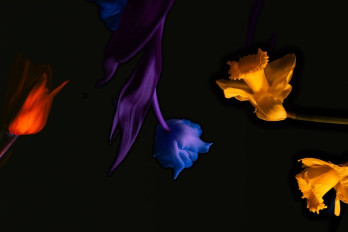 NZTrio: Triomphe 3: Hypnotique image