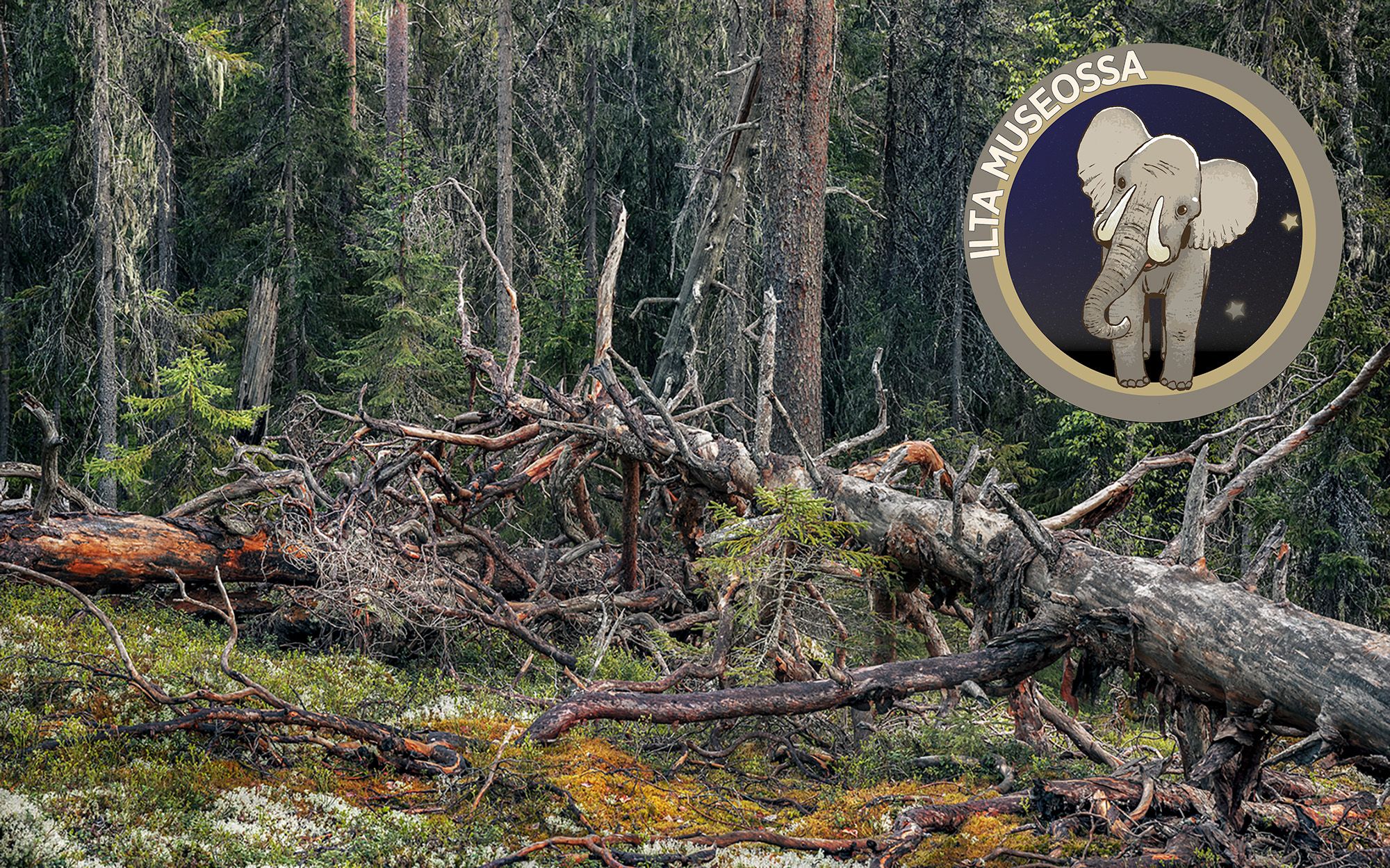 Ilta museossa: Dinosaurukset