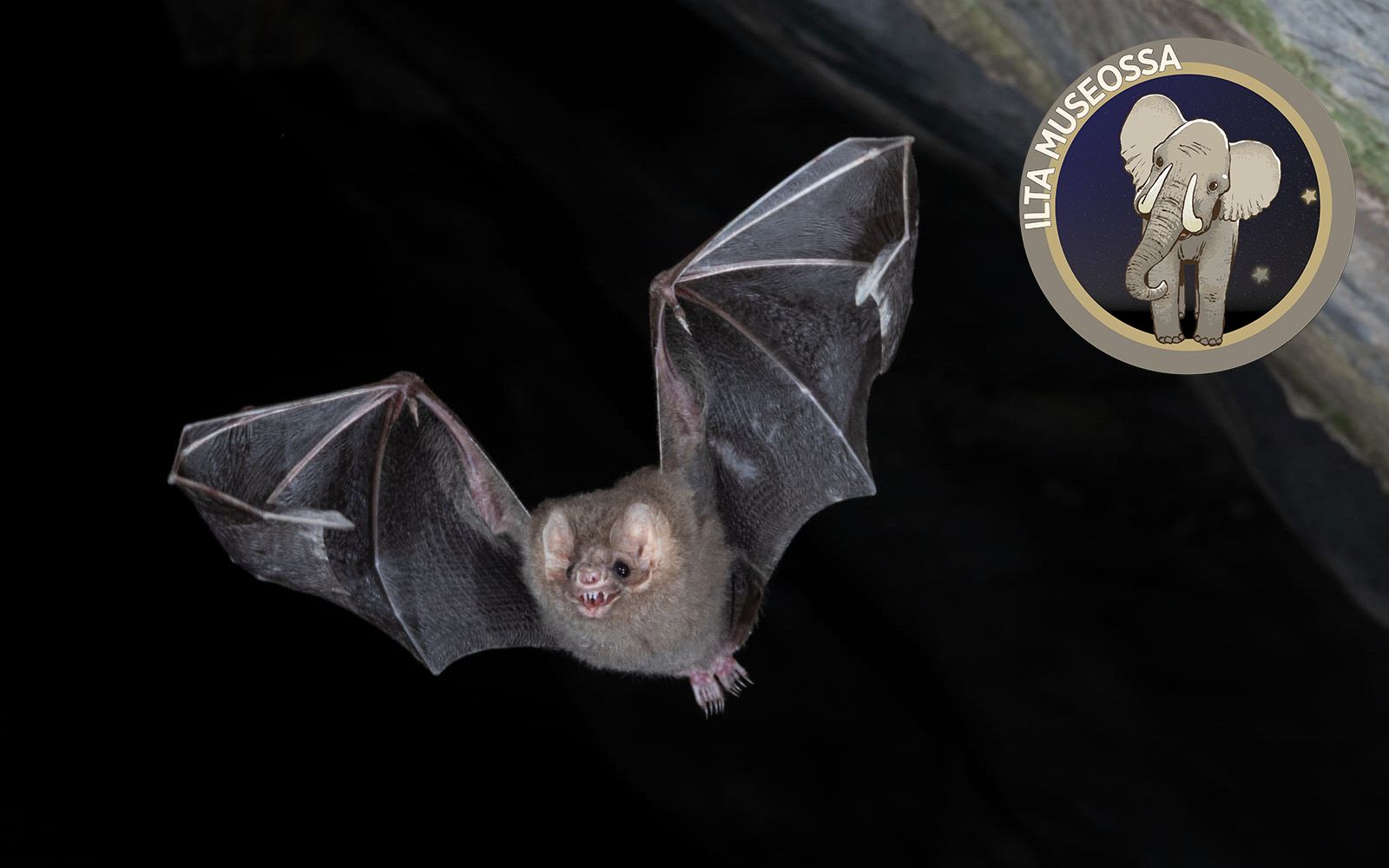 Ilta museossa: Dinosaurukset