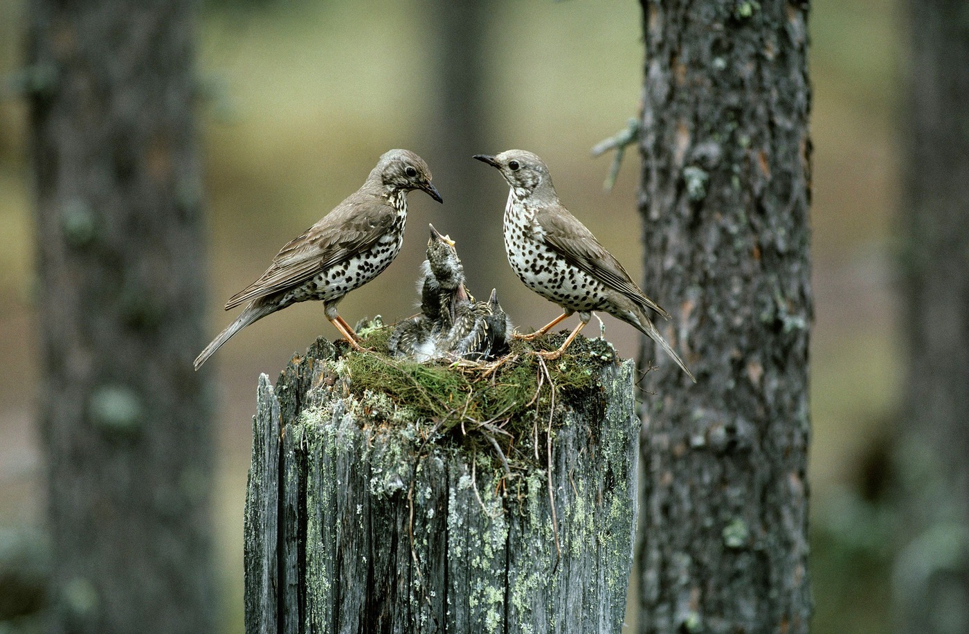 Hannu Hautala: Poika, joka rakasti lintuja