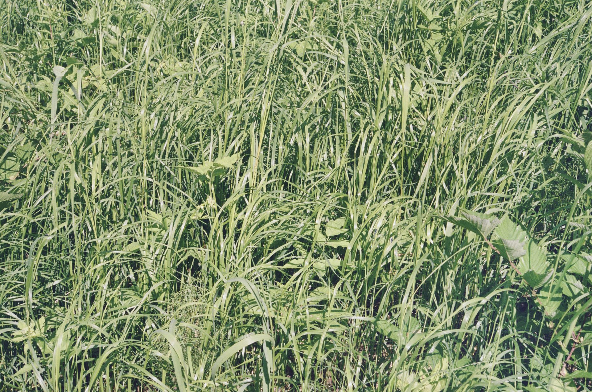 Elokuvaesitys: Wojnarowicz: Fk You F*ggot Fker, 2020