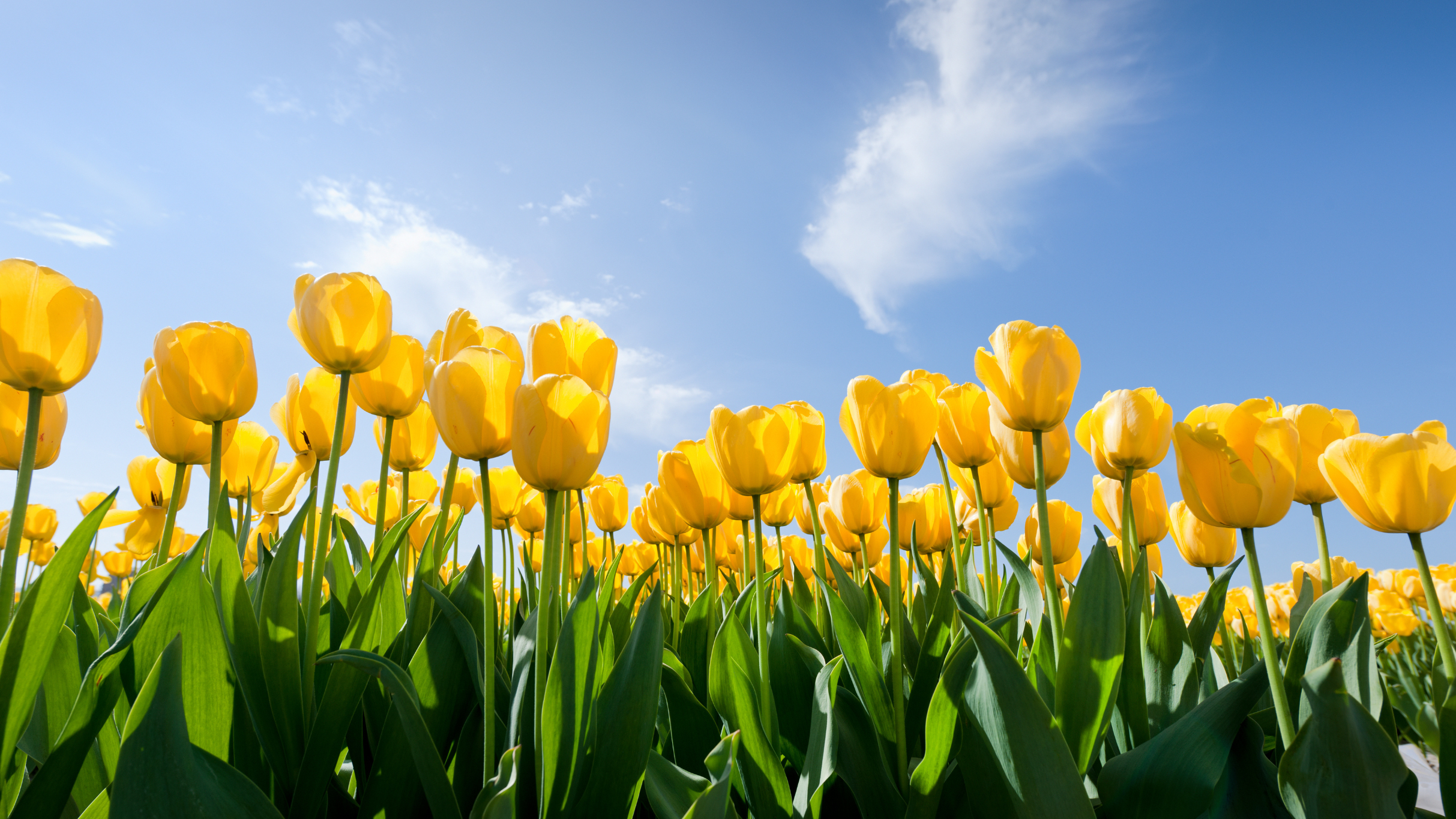 Tulip Time Flower Festival 2025