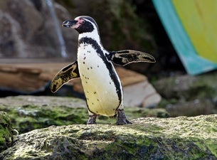 Chessington World of Adventure Resort - One Day Entry