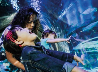 Sea Life London Aquarium - Standard Entry image