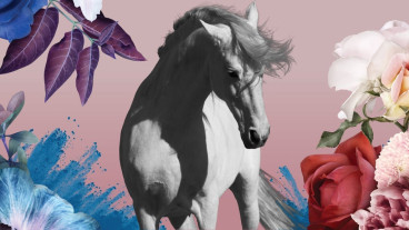 GOTHENBURG HORSE SHOW 2026 SÖNDAG DAG - 8