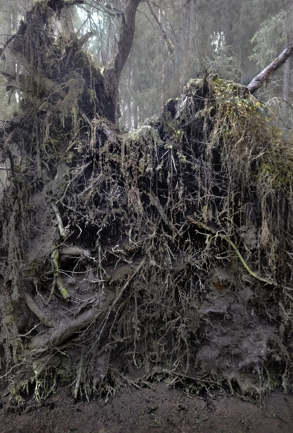 Kirjailijan kierros nÃ¤yttelyyn: Anneli Jussila