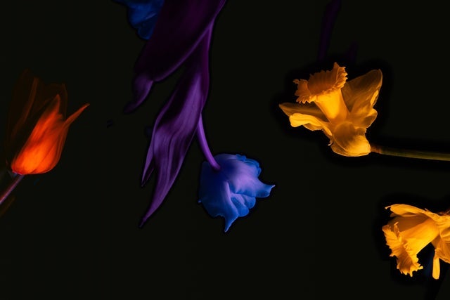 NZTrio: Triomphe 3: Hypnotique