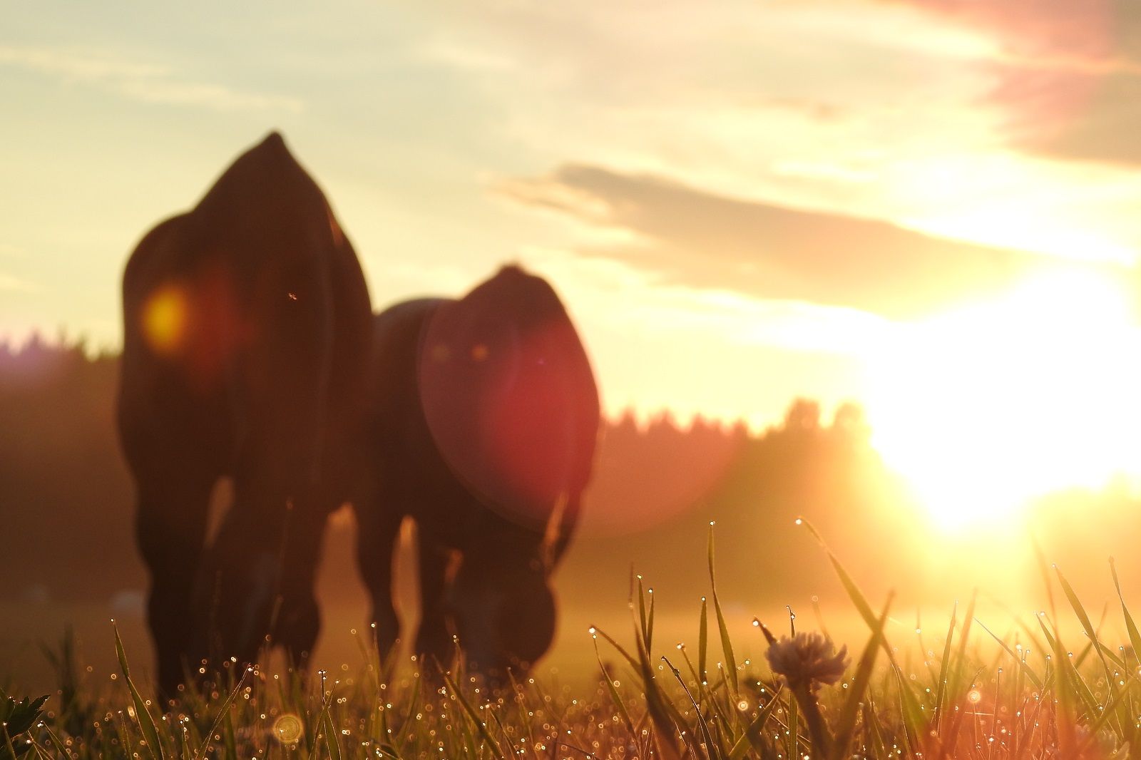 Joulukuun Museokortti-etu Sarka-museossa