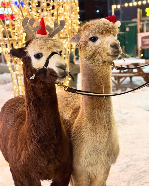 Joulutunnelmaa GlimsissÃ¤ sunnuntaina 4.1.2026