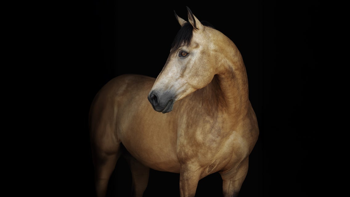 PFERD BODENSEE 2026 | Gala-Abend: "Im Takt der Pferde" - Samstag