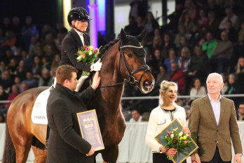 34. Hannoveraner Privathengstschau