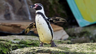 Chessington World of Adventure Resort - One Day Entry