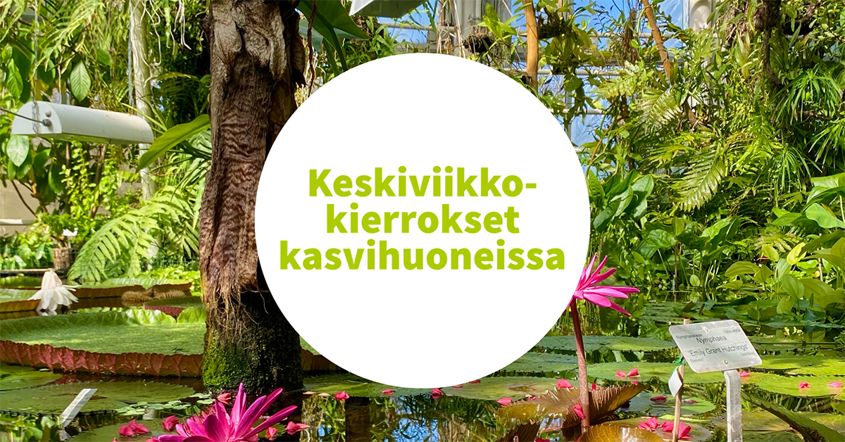 Fredrika Runebergin kasvit â keskiviikkokierrokset