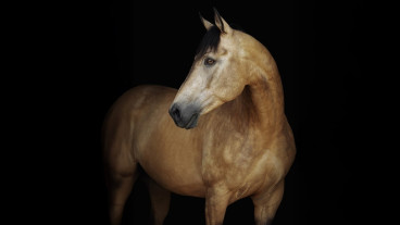 PFERD BODENSEE 2026 | Familienshow: "Liberty Stars live" - Sonntag