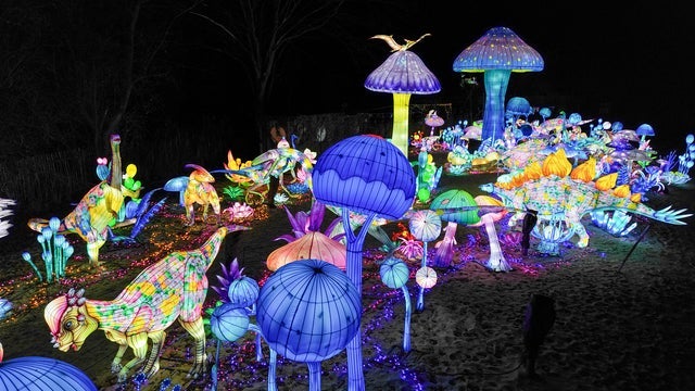 Lichterfestival - Naturwunder | 08.11.25 - 01.03.26