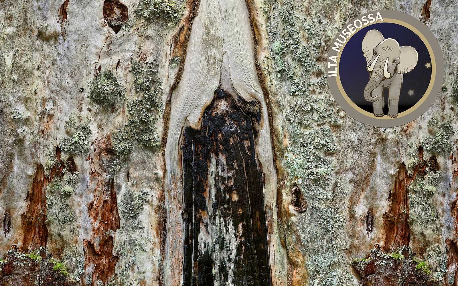 Ilta museossa: Kotina metsÃ¤