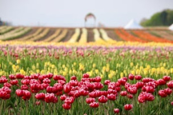 JP Niagara Tulip Experience