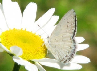 Försommarsång 2026