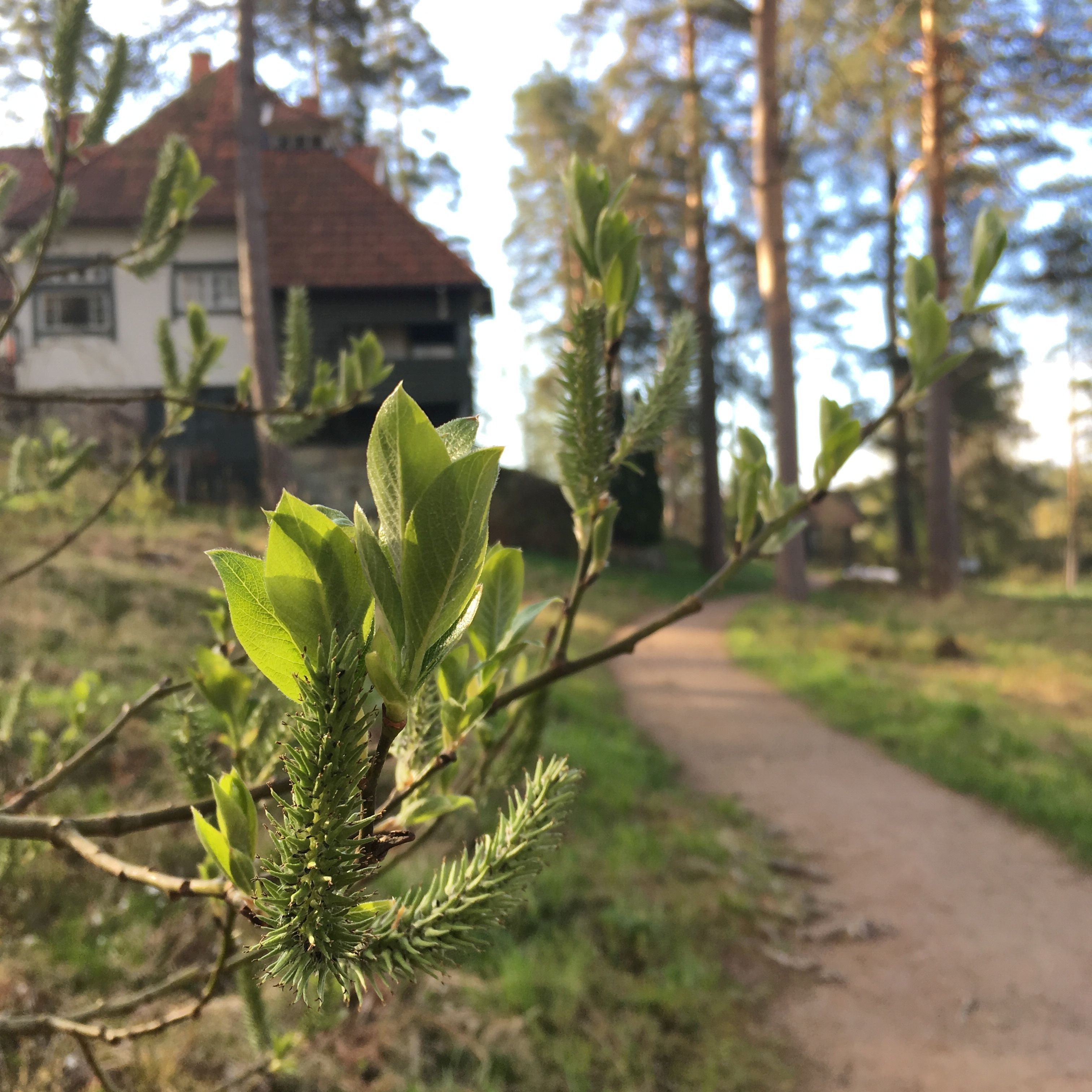 Ainolan museoalue on avoinna sunnuntaina 26.4.