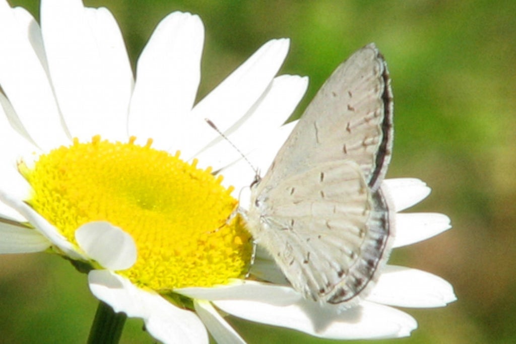 Försommarsång 2026