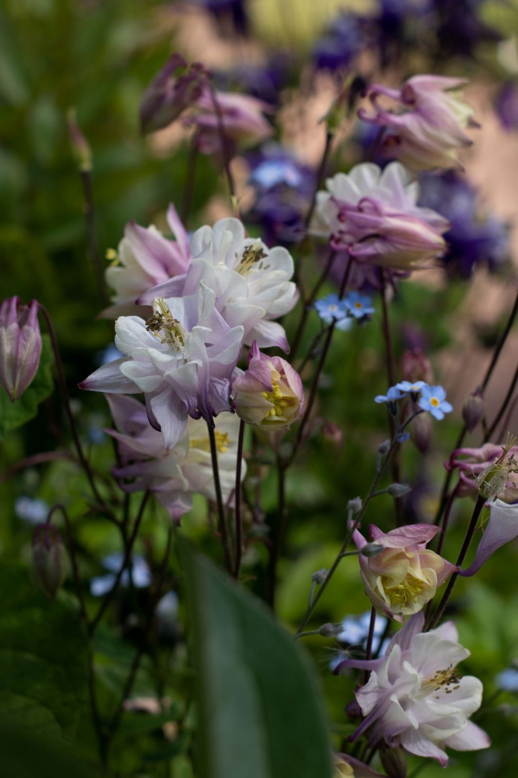 Ainon Ainola -teemaopastus