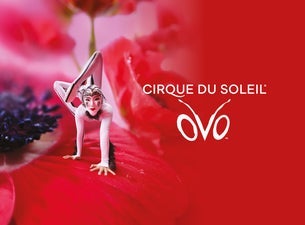 Cirque du Soleil - OVO