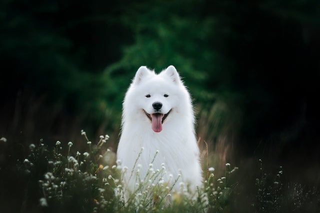 Top Dog Film Festival 2026