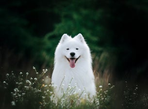 Top Dog Film Festival 2026