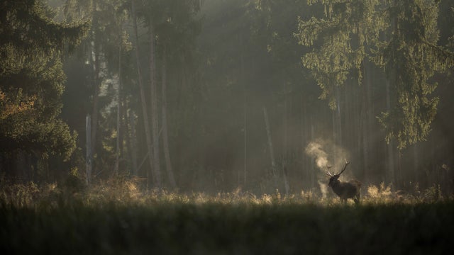 Whispers in the Woods