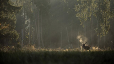 Whispers in the Woods