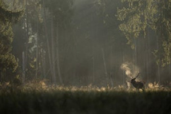 Whispers in the Woods