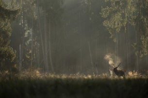 Whispers in the Woods