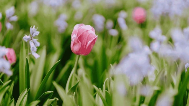 Tulip Time Flower Festival 2026