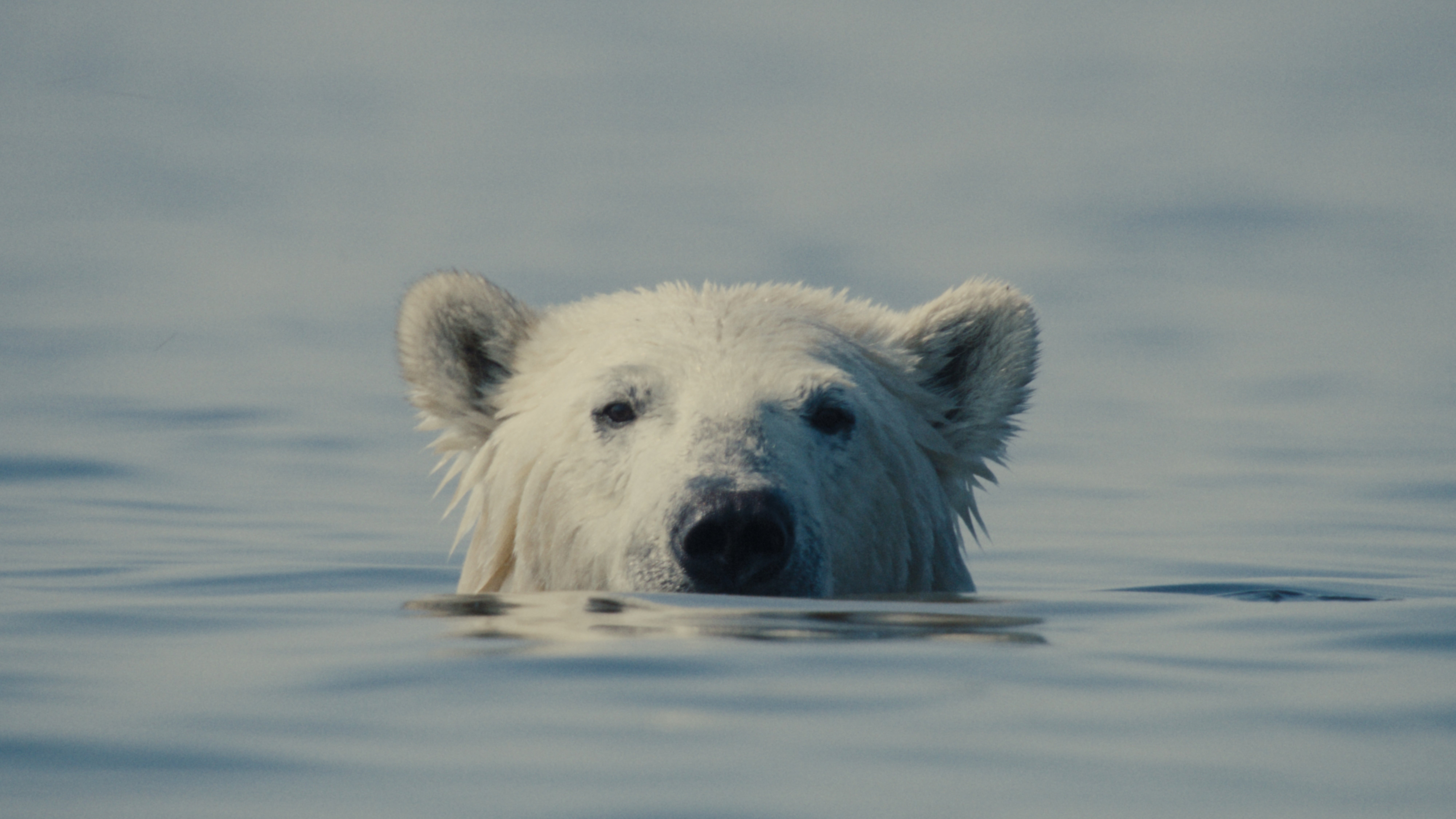 Nuisance Bear