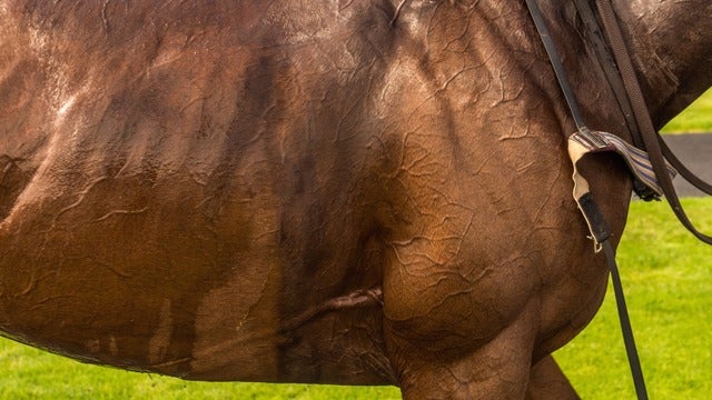 Kultajousi Ratsastajaravit – Monté-ohjastajien SM