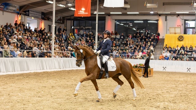 Verdener Auktion – 143. Elite-Auktion Reitpferde und Fohlen